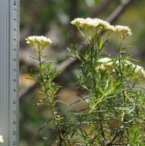 Cassinia aculeata subsp. aculeata at Cotter River, ACT - 18 Jan 2016 12:50 PM