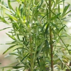 Cassinia aculeata subsp. aculeata at Cotter River, ACT - 18 Jan 2016 12:50 PM