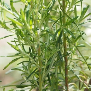 Cassinia aculeata subsp. aculeata at Cotter River, ACT - 18 Jan 2016