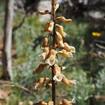 Gastrodia procera (Tall Potato Orchid) at Cotter River, ACT - 18 Jan 2016 by KenT