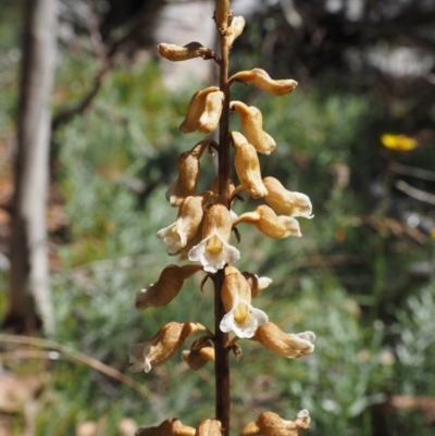 Gastrodia entomogama (Brindabella potato orchid) at Cotter River, ACT - 17 Jan 2016 by KenT
