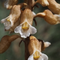 Gastrodia procera at Cotter River, ACT - suppressed