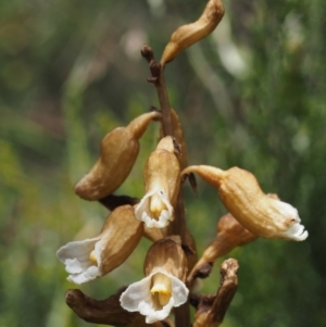 Gastrodia procera at Cotter River, ACT - 18 Jan 2016