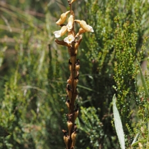 Gastrodia procera at Cotter River, ACT - suppressed