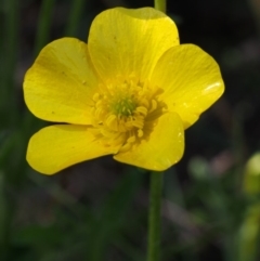 Ranunculus lappaceus (Australian Buttercup) at Bimberi, NSW - 18 Jan 2016 by KenT