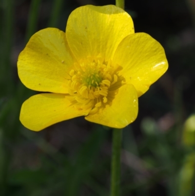 Ranunculus lappaceus (Australian Buttercup) at Namadgi National Park - 17 Jan 2016 by KenT