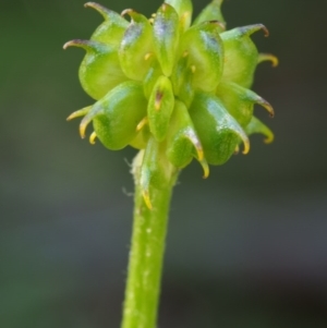 Ranunculus lappaceus at Bimberi, NSW - 18 Jan 2016 09:47 AM