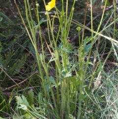 Ranunculus lappaceus at Bimberi, NSW - 18 Jan 2016 09:47 AM