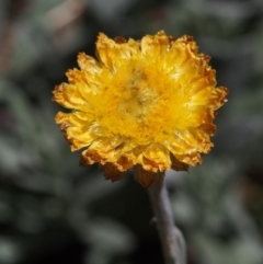 Coronidium monticola (Mountain Button Everlasting) at Cotter River, ACT - 18 Jan 2016 by KenT