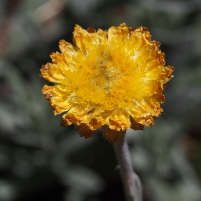 Coronidium monticola (Mountain Button Everlasting) at Namadgi National Park - 18 Jan 2016 by KenT