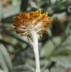 Coronidium monticola at Cotter River, ACT - 18 Jan 2016