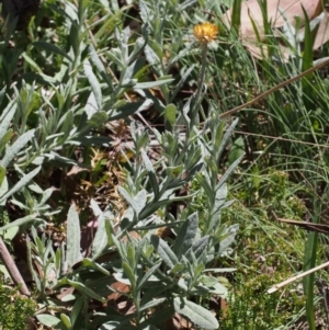 Coronidium monticola at Cotter River, ACT - 18 Jan 2016