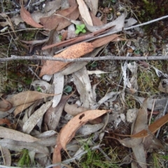 Cyrtostylis reniformis (Common Gnat Orchid) at Aranda Bushland - 22 Apr 2015 by CathB