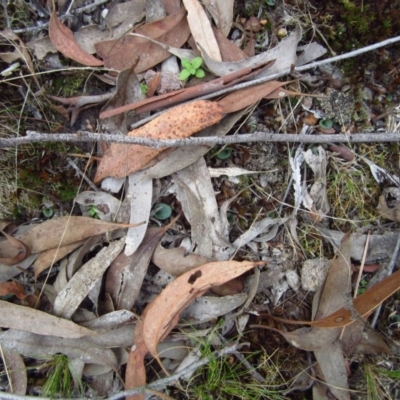 Cyrtostylis reniformis (Common Gnat Orchid) at Cook, ACT - 22 Apr 2015 by CathB