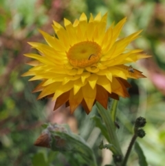 Xerochrysum subundulatum (Alpine Everlasting) at Cotter River, ACT - 18 Jan 2016 by KenT