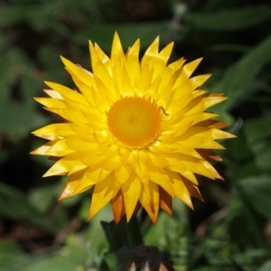 Xerochrysum subundulatum at Cotter River, ACT - 18 Jan 2016 11:12 AM