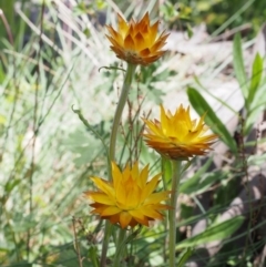 Xerochrysum subundulatum at Cotter River, ACT - 18 Jan 2016