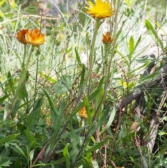 Xerochrysum subundulatum at Cotter River, ACT - 18 Jan 2016 11:12 AM