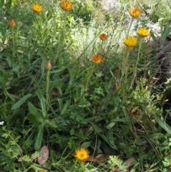 Xerochrysum subundulatum at Cotter River, ACT - 18 Jan 2016