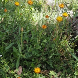 Xerochrysum subundulatum at Cotter River, ACT - 18 Jan 2016