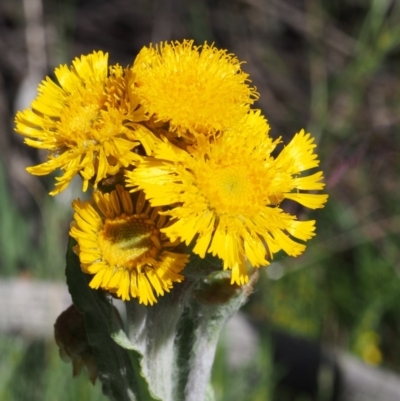 Podolepis robusta (Alpine Podolepis) at Bimberi, NSW - 18 Jan 2016 by KenT