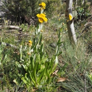 Podolepis robusta at Bimberi, NSW - 18 Jan 2016 09:35 AM