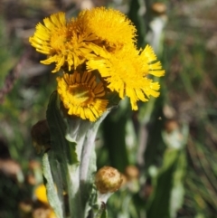 Podolepis robusta at Bimberi, NSW - 18 Jan 2016 09:35 AM