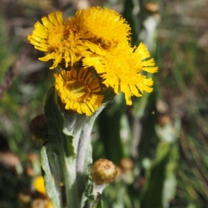 Podolepis robusta at Bimberi, NSW - 18 Jan 2016 09:35 AM