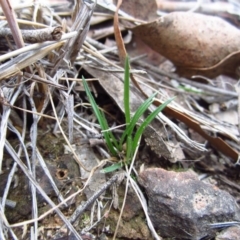 Caladenia fuscata (Dusky Fingers) at Aranda Bushland - 22 Apr 2015 by CathB