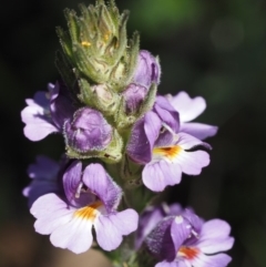 Euphrasia caudata (Tailed Eyebright) at Namadgi National Park - 17 Jan 2016 by KenT