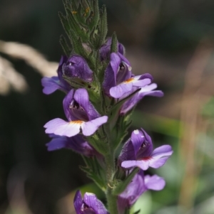 Euphrasia caudata at Cotter River, ACT - 18 Jan 2016 10:49 AM