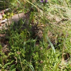 Euphrasia caudata at Cotter River, ACT - 18 Jan 2016