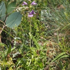 Euphrasia caudata at Cotter River, ACT - 18 Jan 2016