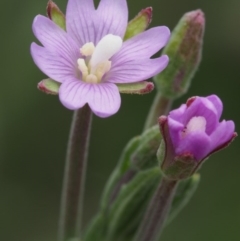 Epilobium gunnianum (Gunn's Willow-herb) at Namadgi National Park - 8 Jan 2016 by KenT