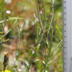 Epilobium gunnianum at Cotter River, ACT - 8 Jan 2016