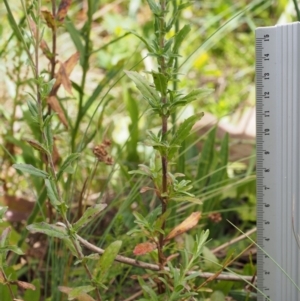 Epilobium gunnianum at Cotter River, ACT - 8 Jan 2016