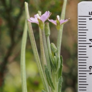 Epilobium gunnianum at Cotter River, ACT - 8 Jan 2016