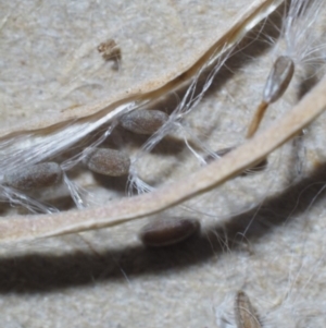 Epilobium gunnianum at Cotter River, ACT - 8 Jan 2016