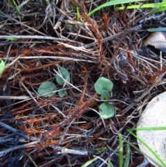 Diplodium truncatum (Little Dumpies, Brittle Greenhood) at Belconnen, ACT - 19 Apr 2014 by CathB