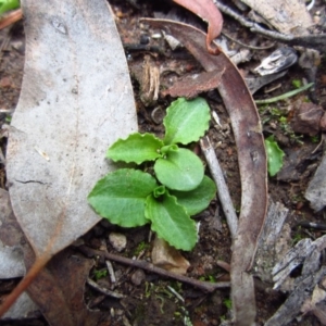Pterostylis nutans at Belconnen, ACT - 22 Apr 2015