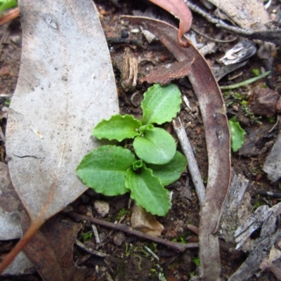 Pterostylis nutans (Nodding Greenhood) at Aranda Bushland - 22 Apr 2015 by CathB