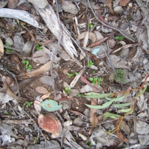 Pterostylis nutans at Belconnen, ACT - 22 Apr 2015