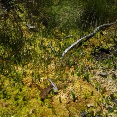 Blechnum penna-marina (Alpine Water Fern) at Paddys River, ACT - 30 Dec 2015 by CathB