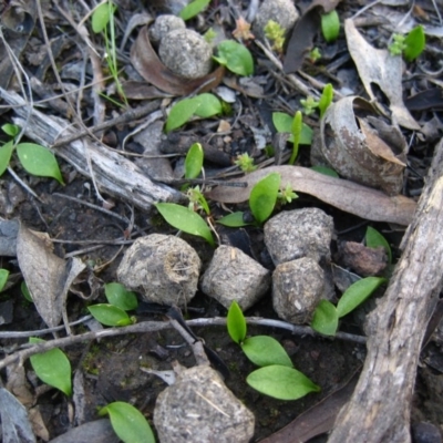 Ophioglossum lusitanicum (Adder's Tongue) at Aranda Bushland - 29 Sep 2009 by CathB