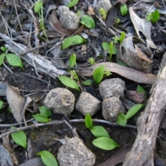 Ophioglossum lusitanicum (Adder's Tongue) at Belconnen, ACT - 29 Sep 2009 by CathB