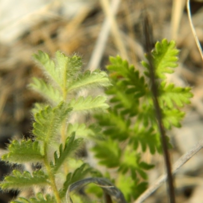 Acaena x ovina (Sheep's Burr) at Greenway, ACT - 19 Jan 2016 by ArcherCallaway