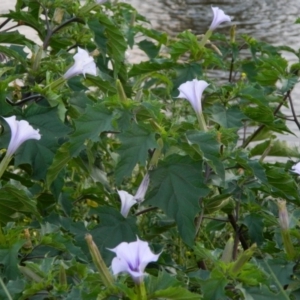 Datura stramonium at Greenway, ACT - 19 Jan 2016