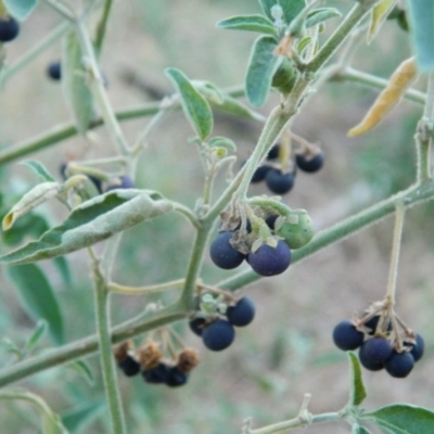 Solanum chenopodioides (Whitetip Nightshade) at Greenway, ACT - 19 Jan 2016 by RyuCallaway