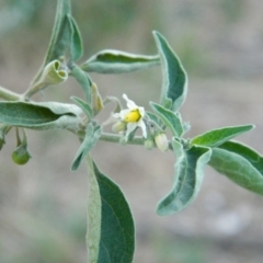 Solanum chenopodioides at Greenway, ACT - 19 Jan 2016