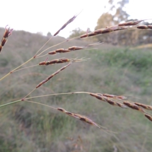 Sorghum leiocladum at Bonython, ACT - 13 Dec 2015 08:15 PM